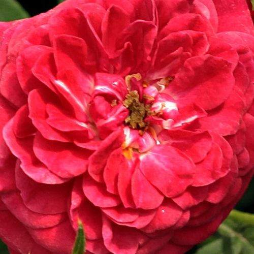 Objednávka ruží - Červená - climber, popínavá ruža - mierna vôňa ruží - Rosa Kisses of Fire™ - Christopher H. Warner - Táto moderná ťahavá odroda vynikajúco ukáže na vertikálnych plochách. Ak sa neťahá môže sa používať aj na zakrytie horizontálnych plôch.